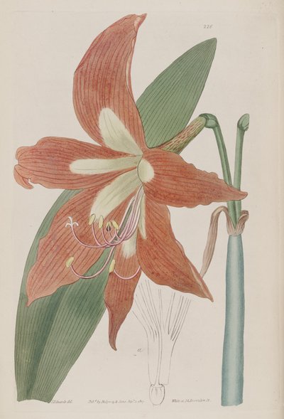 Hippeastrum striatum - Botanical Register